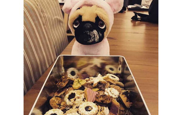 Bild zeigt ein Hundeplüschtier mit Dreck auf der Nase und vor einer Plätzchen Schachtel Sitzend